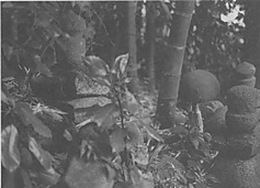 yamando-3.jpg