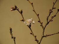 師走の桜 1