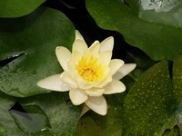 睡蓮