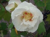 酔芙蓉　H23