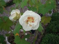 酔芙蓉　H23